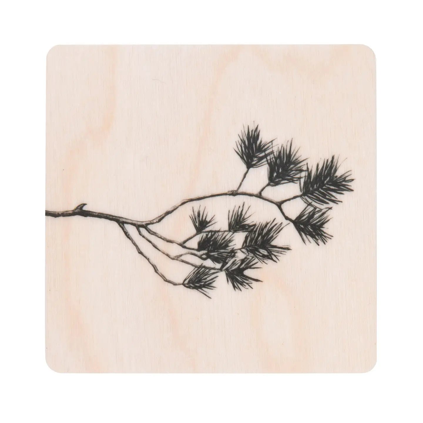 Pine Branch Coaster