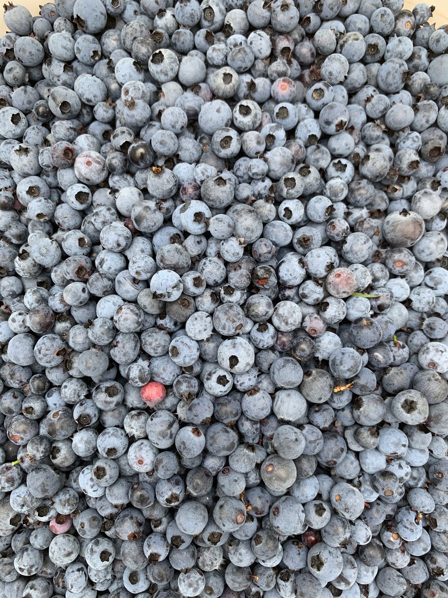 Marjukka – Finnish Berry Picker