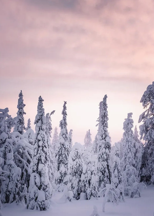 Nordic Winter Cookbook