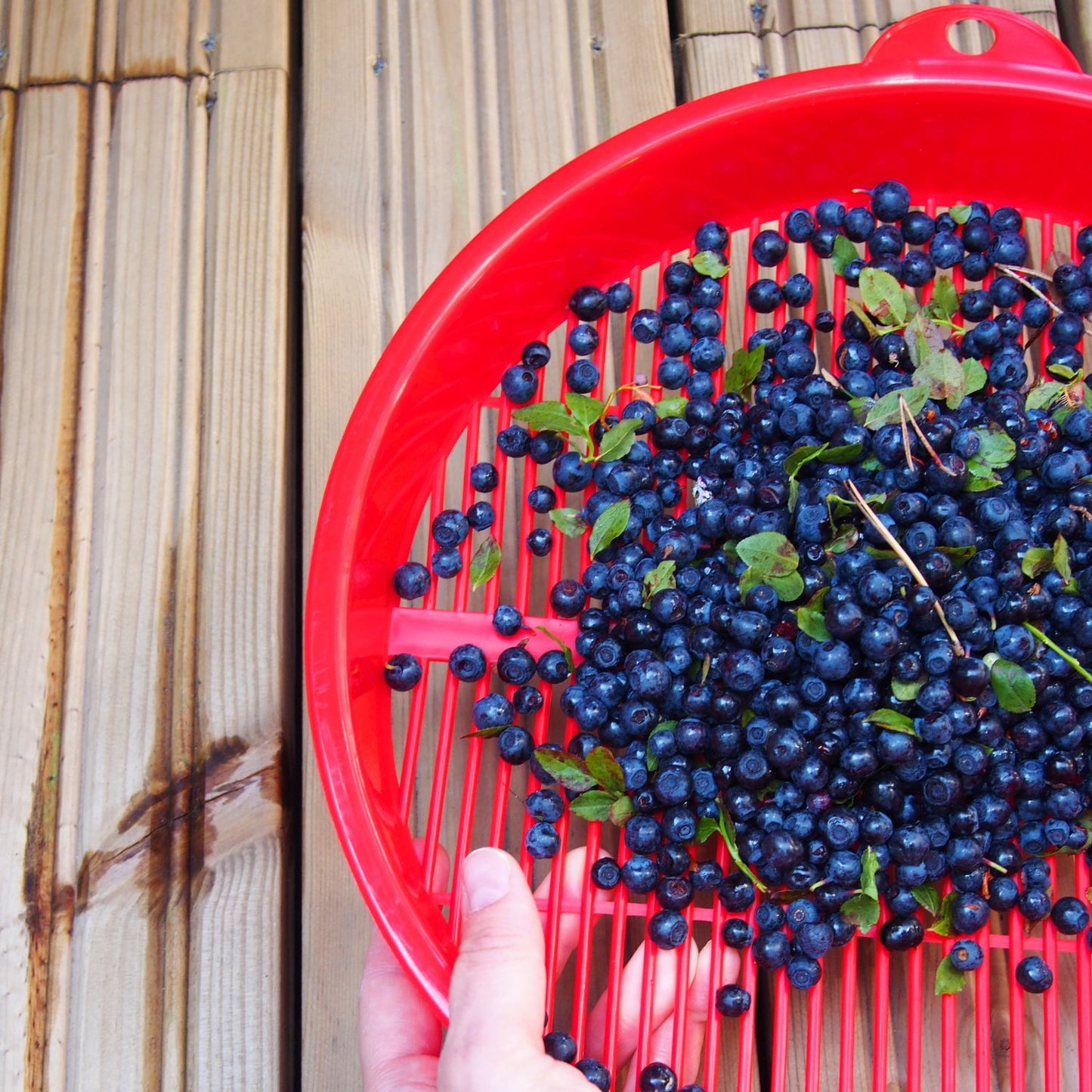 Marjukka – Finnish Berry Cleaner