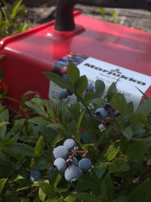 Marjukka – Finnish Berry Picker