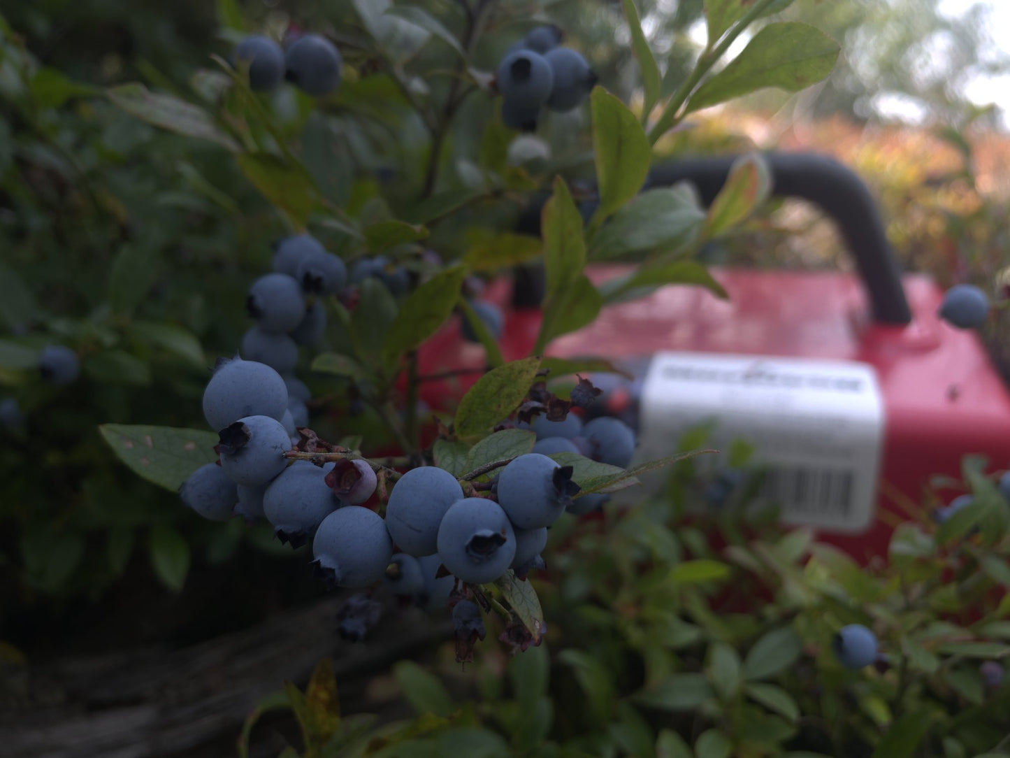 Marjukka – Finnish Berry Picker