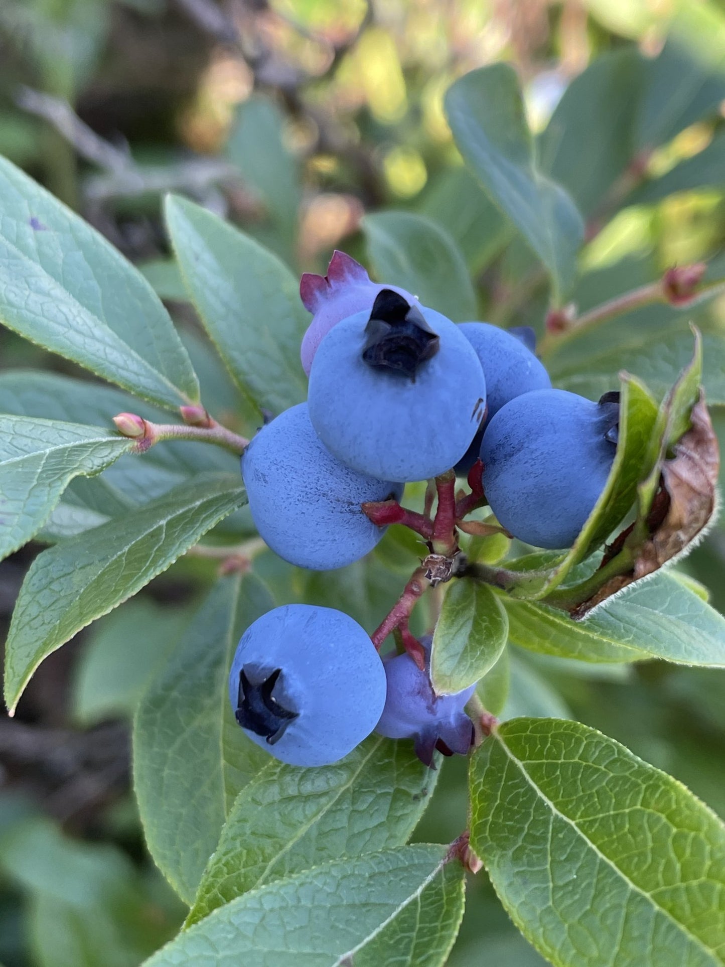 Marjukka – Finnish Berry Picker
